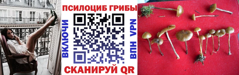 Псилоцибиновые грибы Psilocybe  наркота  Юрюзань 